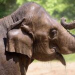 Una elefanta muere en un zoo después de que un perro pequeño asustara a su manada