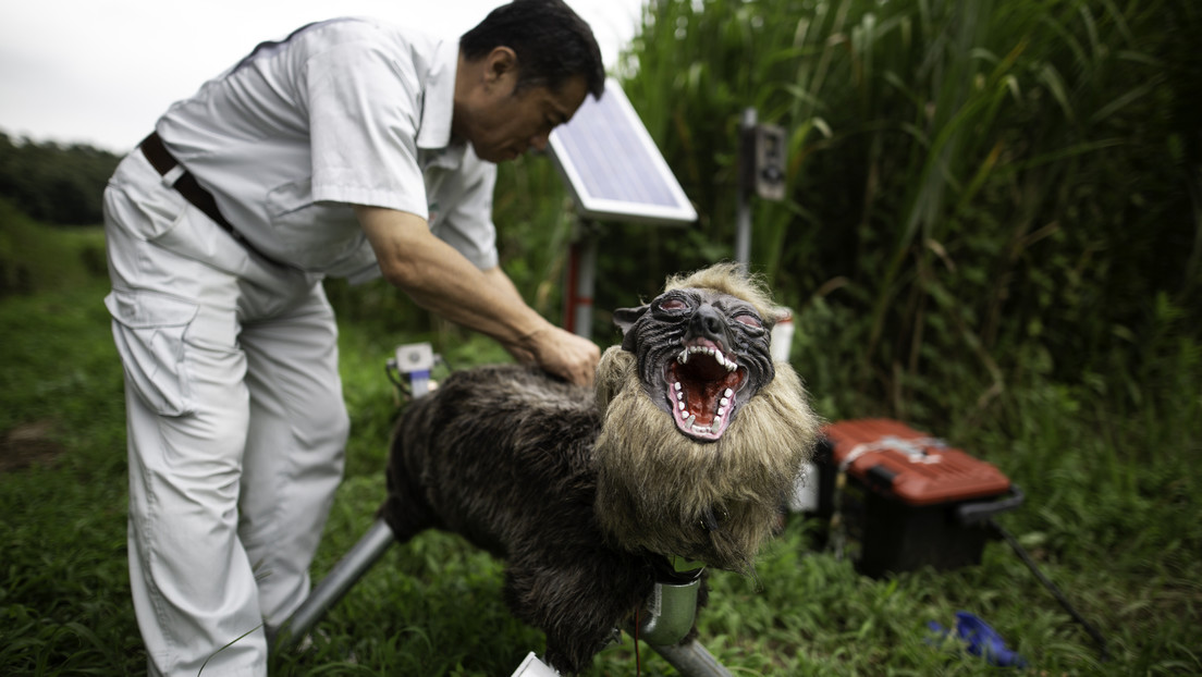 Casi 200 'Lobos Monstruos' con ojos que brillan defienden a japoneses de animales salvajes