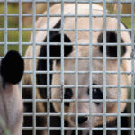 China continúa su 'guerra de pandas' con Occidente