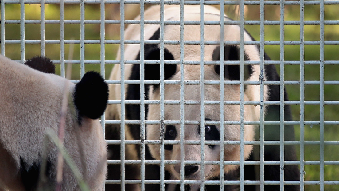 China continúa su 'guerra de pandas' con Occidente