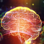 Contradicen la hipótesis de que el cerebro humano puede "reconectarse" luego de una lesión