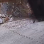 Derrumbe en un enorme monolito turístico deja más de una decena de heridos en Colombia (VIDEO)