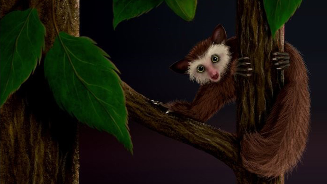 Descubren la procedencia del último primate que habitó América del Norte antes que los humanos
