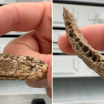 Descubren nueva especie de dinosaurio pequeño en Texas