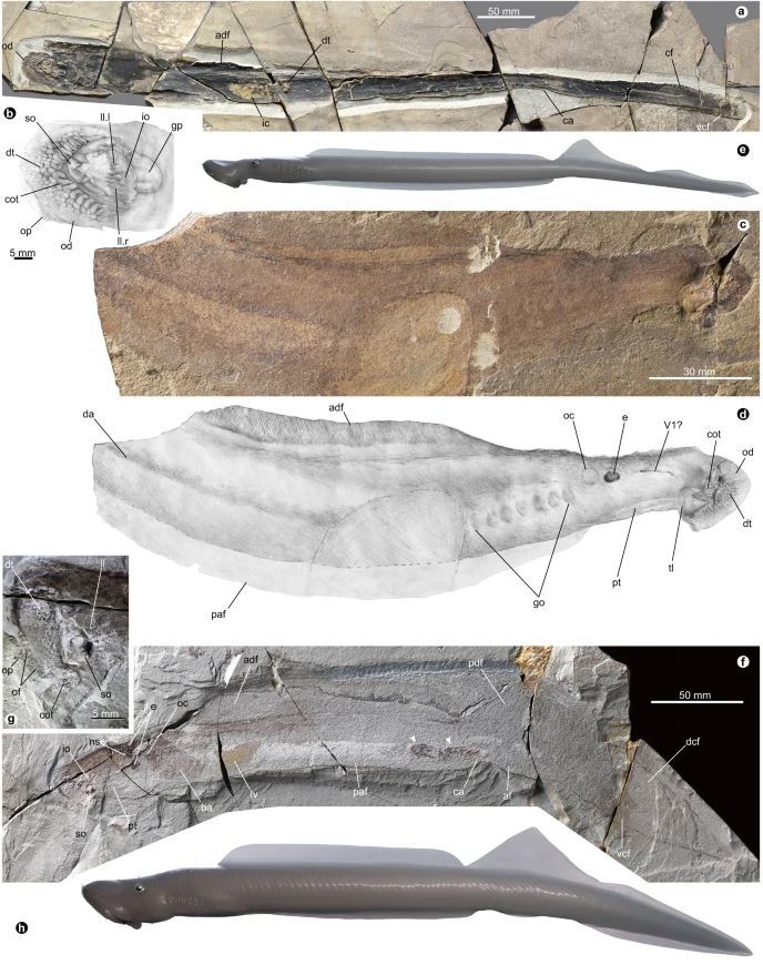 Desentierran grandes fósiles de depredadores marinos de hace 160 millones de años y con un "aterrador aparato bucal"