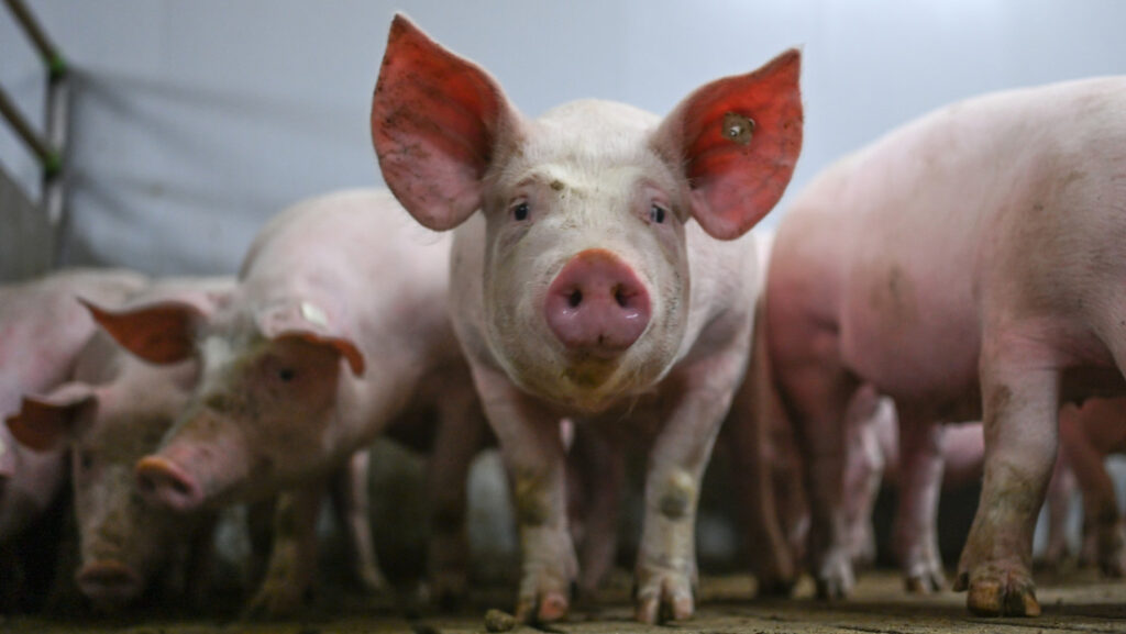 Detectan el primer caso humano de una nueva forma de gripe porcina en el Reino Unido