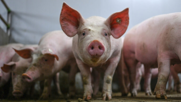 Detectan el primer caso humano de una nueva forma de gripe porcina en el Reino Unido