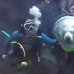 El video de un perro buceando se hace viral y provoca polémica