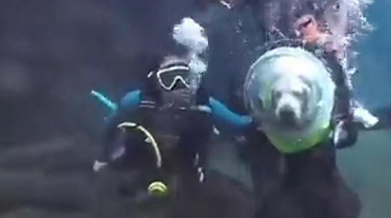El video de un perro buceando se hace viral y provoca polémica