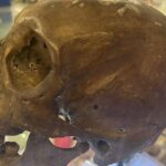 Encuentran un cráneo humano en venta en una tienda de antigüedades en EE.UU.