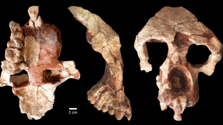 Este fósil de simio apoya una desafiante teoría sobre el origen de los humanos