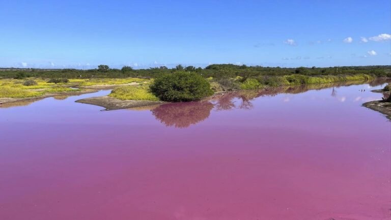 FOTOS: Un estanque de Hawái se tiñe de rosa (y parece ser culpa de la sequía)