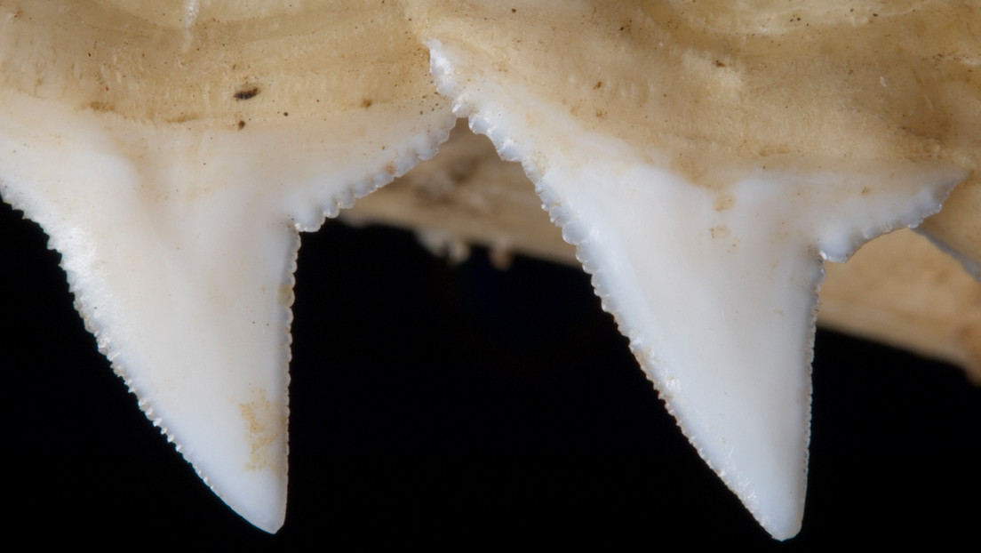 Hallan armas elaboradas con dientes de tiburón de hace 7.000 años