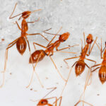 Hormigas que escupen ácido han infestado una ciudad de Australia