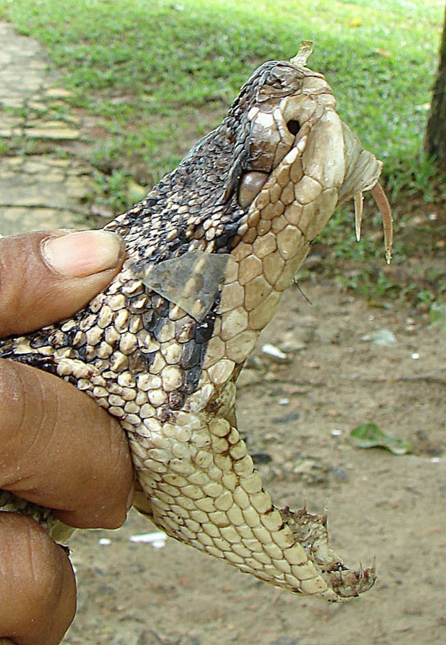 La agonía de un campesino mordido en la Amazonía por la mayor serpiente venenosa de América