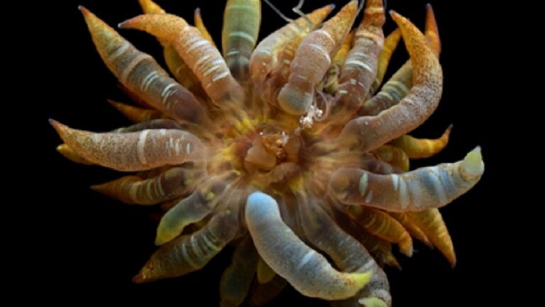La criatura 'bombilla' con tentáculos translúcidos del Golfo de México resulta ser una nueva especie