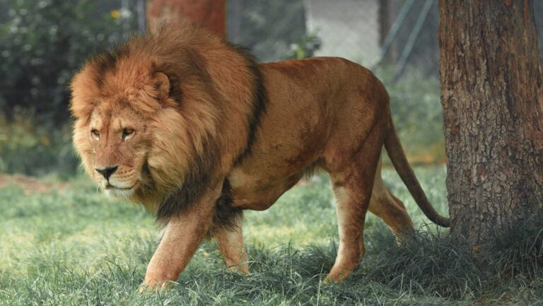 VIDEOS: León campa a sus anchas por las calles tras escaparse de un circo en Italia