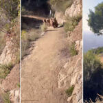 VIDEO: Mujer se topa con una osa y sus crías mientras hacía 'footing' y 'ruge' para salvar su vida