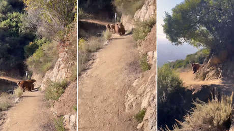 VIDEO: Mujer se topa con una osa y sus crías mientras hacía 'footing' y 'ruge' para salvar su vida