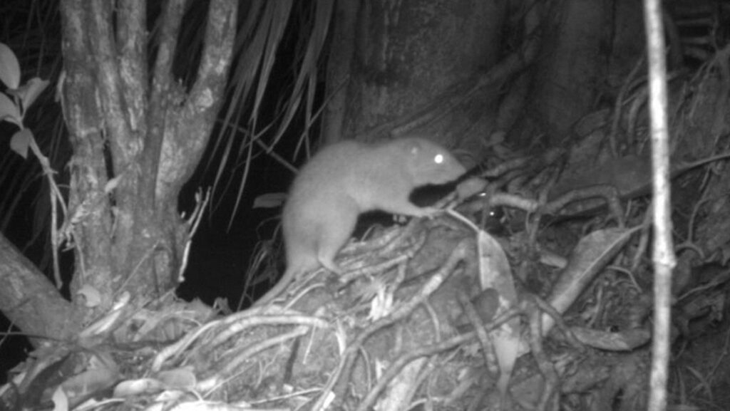 Obtienen las primeras fotos de una rarísima rata gigante que come cocos