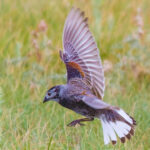 Ornitólogos de EE.UU. cambiarán nombres de aves que llevan apellidos de personas