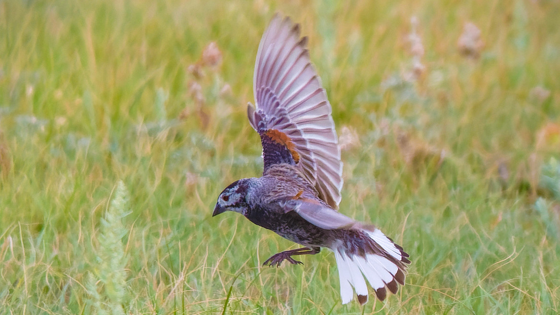 Ornitólogos de EE.UU. cambiarán nombres de aves que llevan apellidos de personas