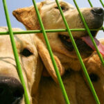 Protestas en Corea del Sur en medio de la posible prohibición del consumo de carne de perro