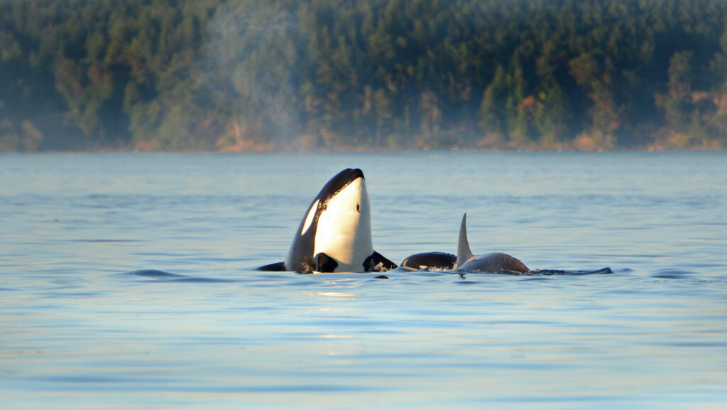 Recurren al 'heavy metal' para tratar de ahuyentar a las orcas en Gibraltar
