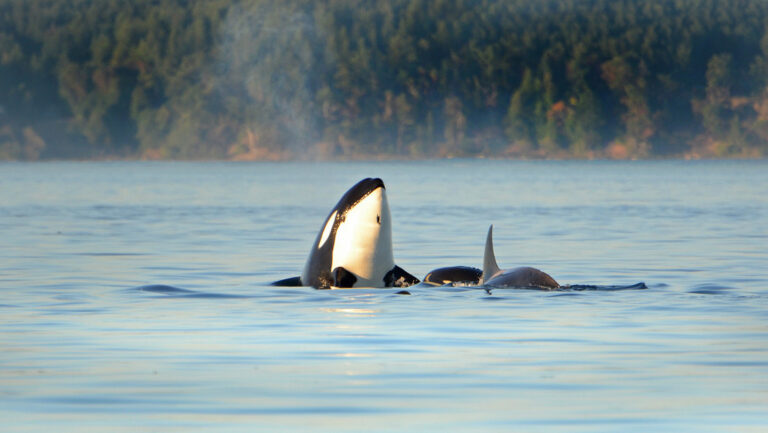 Recurren al 'heavy metal' para tratar de ahuyentar a las orcas en Gibraltar