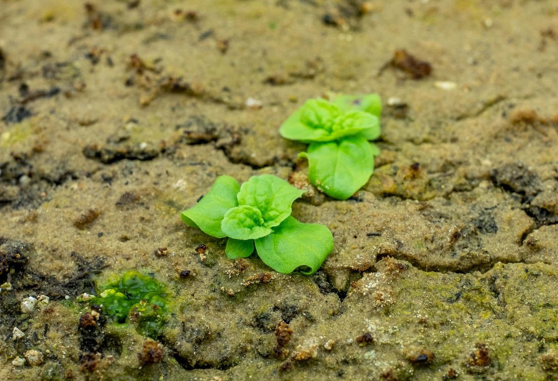 Semillas 'zombis' enterradas hace casi siglo y medio en un lugar secreto revelan plantas sorprendentes