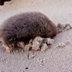 VIDEO: Reparece un topo dorado luego de casi un siglo