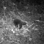 VIDEO: Un animal que se creía extinto reaparece por primera vez en 62 años