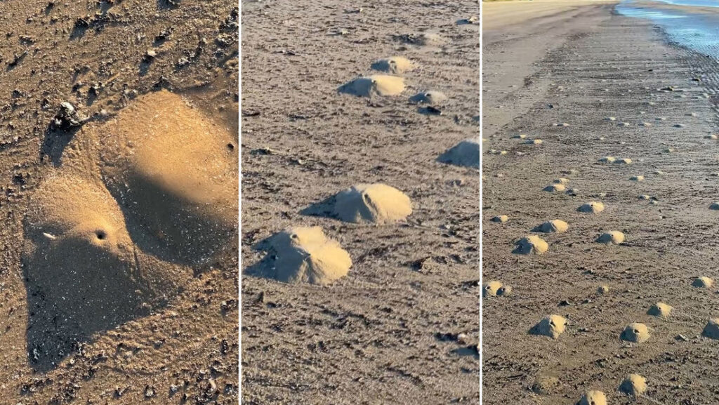 Camarones fantasma generan 'mini volcanes' en las playas