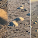 Camarones fantasma generan 'mini volcanes' en las playas