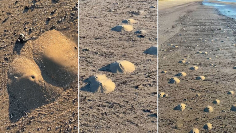 Camarones fantasma generan 'mini volcanes' en las playas