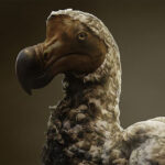 ¿Cómo será el plan de 'desextinción' para regresar a la vida al pájaro dodo?