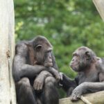 Descubren que los simios pueden reconocer a amigos que no vieron por décadas