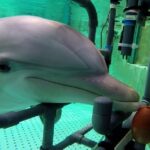 Descubren un "sentido eléctrico" en los delfines mulares