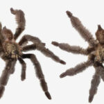 Descubren una nueva especie de tarántula y la nombran en honor a Satanás por su "mal temperamento"