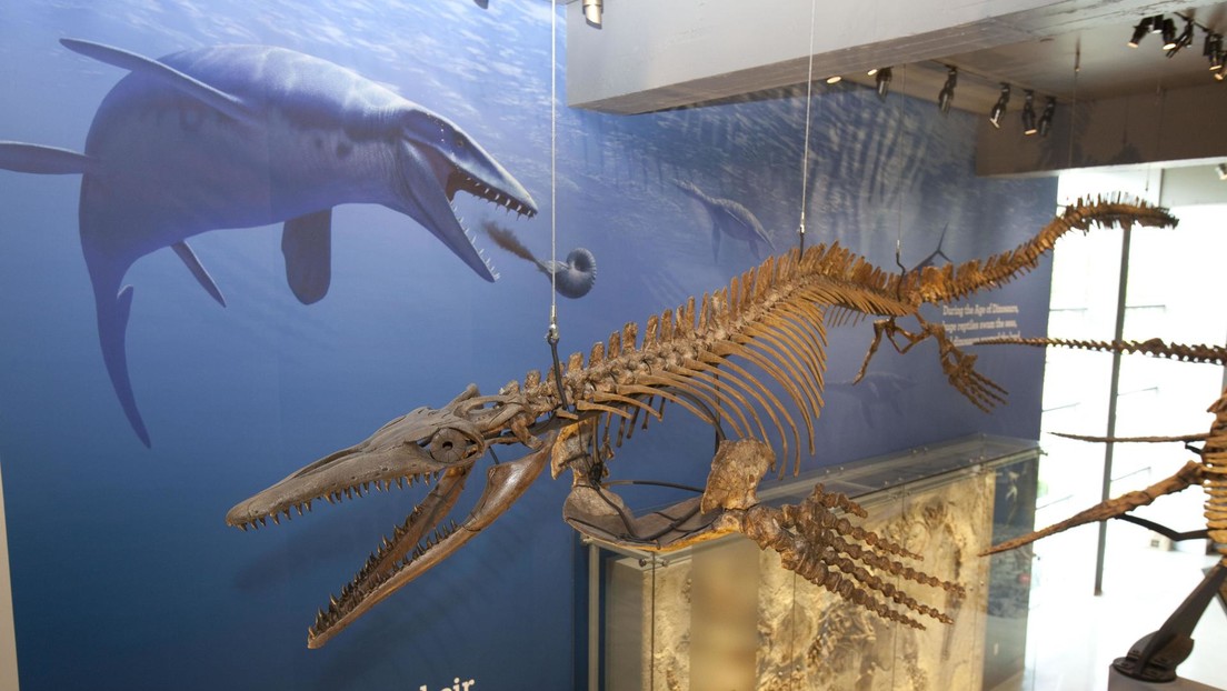 Encuentran en Japón vestigios de un monstruoso 'dragón azul' que aterrorizó los mares prehistóricos