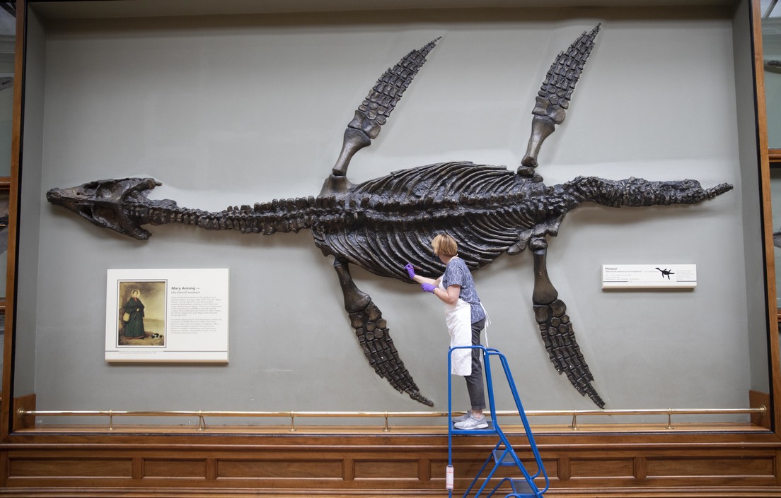 Encuentran gigantesco cráneo de un superdepredador oceánico del Jurásico