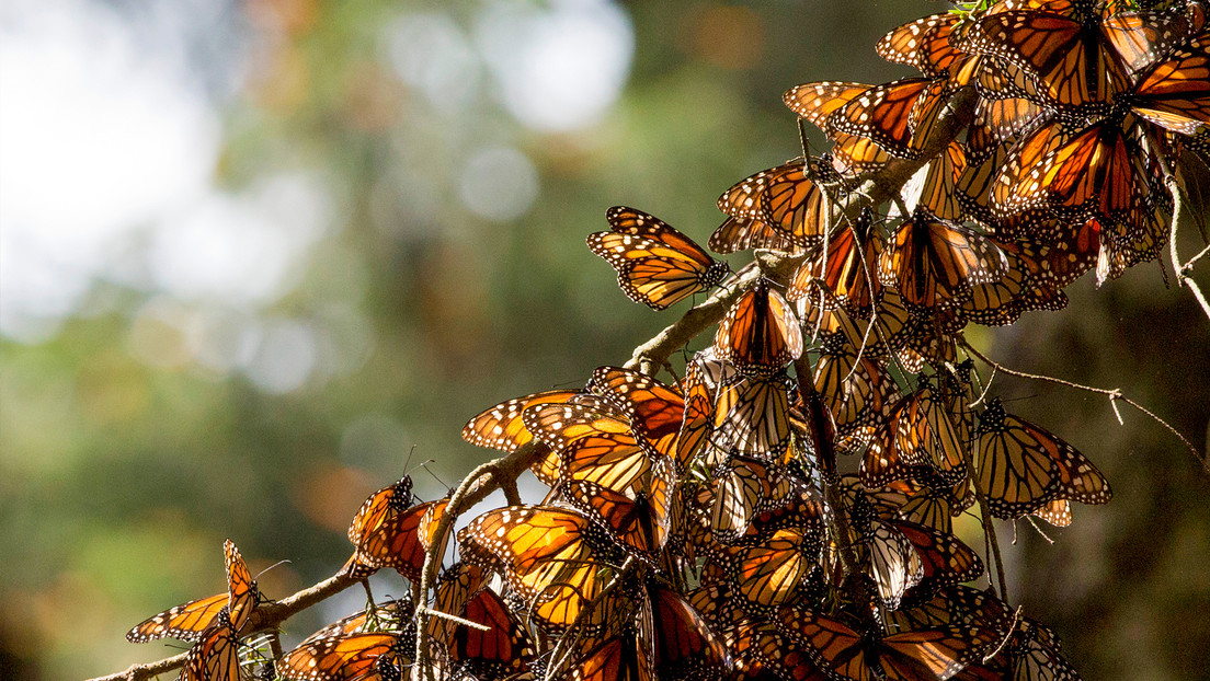 Estudio: La mayor disminución del número de insectos la sufren las especies más comunes