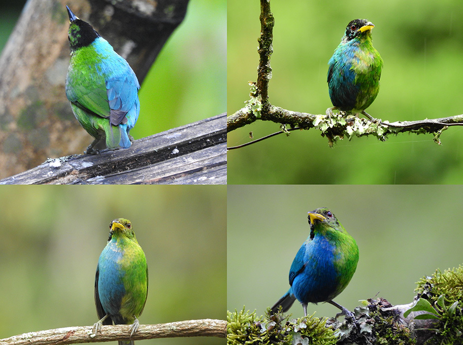 Fotografían a un pájaro mitad macho y mitad hembra en Colombia