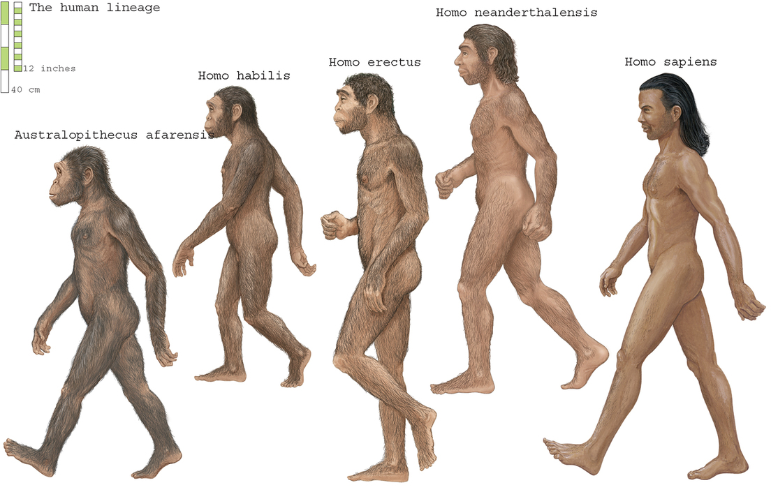 Genes neandertales podrían explicar por qué algunas personas son madrugadoras