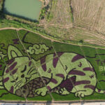 Granjero tailandés transforma campos de arroz en impresionantes obras de arte (FOTOS)