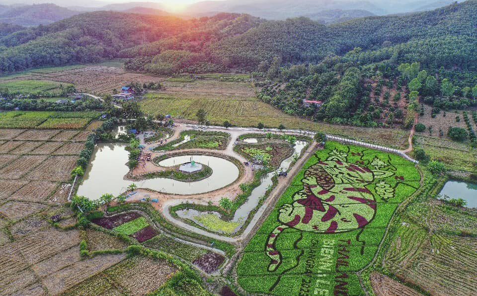 Granjero tailandés transforma campos de arroz en impresionantes obras de arte (FOTOS)