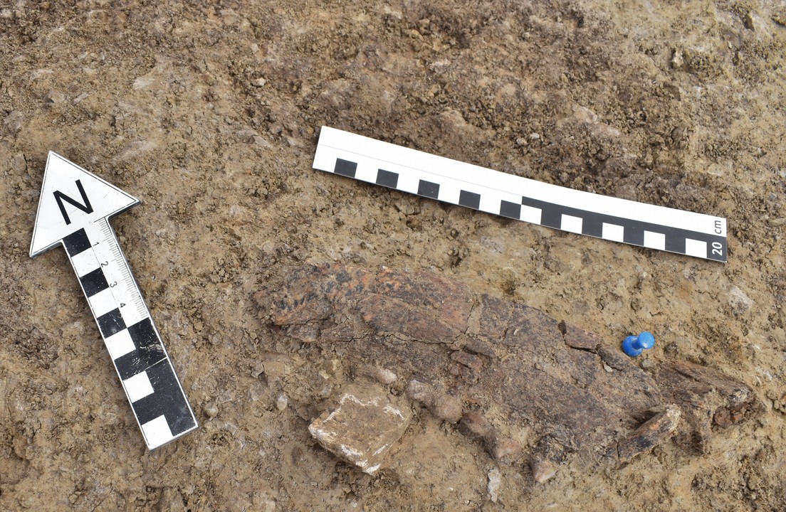 Hallan miles de huesos de osos cavernarios y otros animales en una cueva paleolítica de Baviera