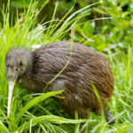 Nacen kiwis salvajes en Nueva Zelanda por primera vez en 150 años