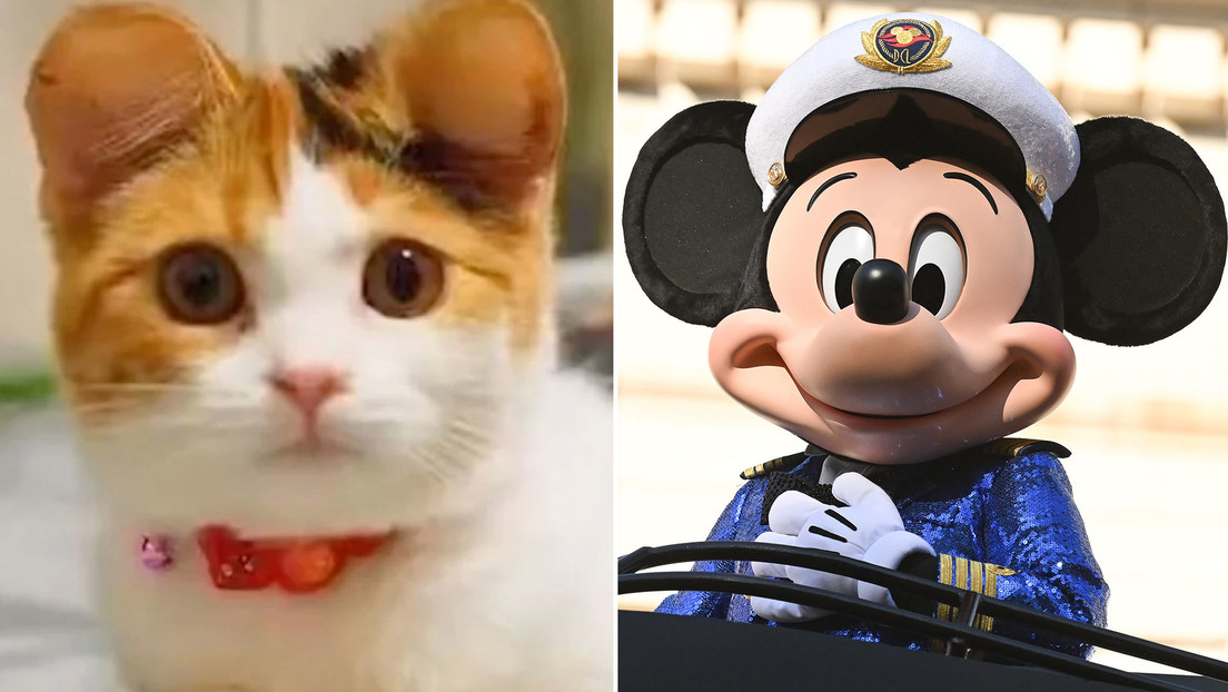 Orejas de Mickey Mouse: tendencia cosmética entre dueños de mascotas preocupa a veterinarios en China