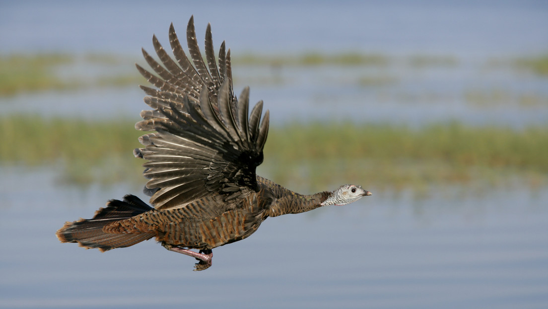 Un pavo salvaje corta el suministro eléctrico a miles de hogares californianos en Nochebuena